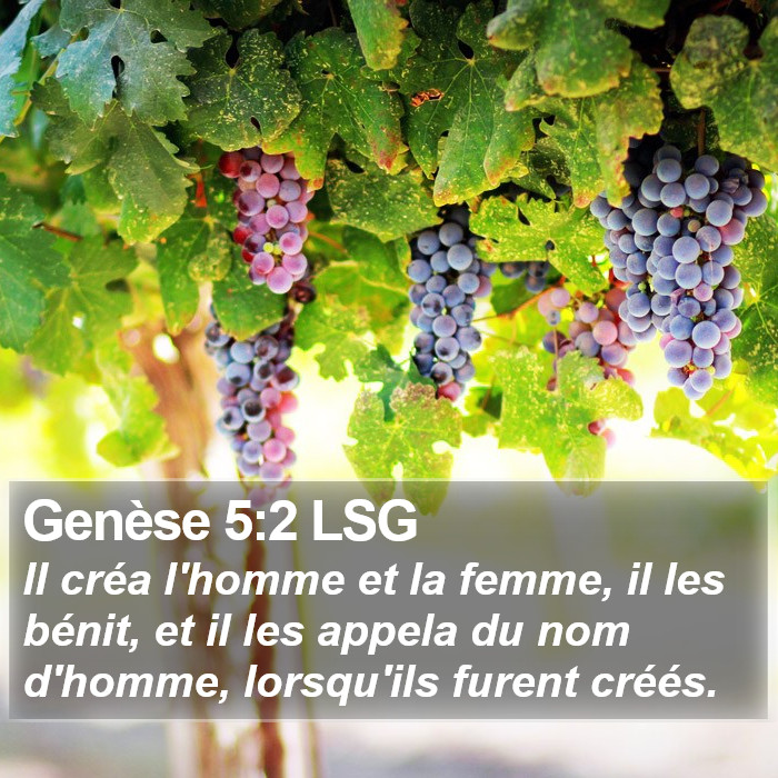 Genèse 5:2 LSG Bible Study