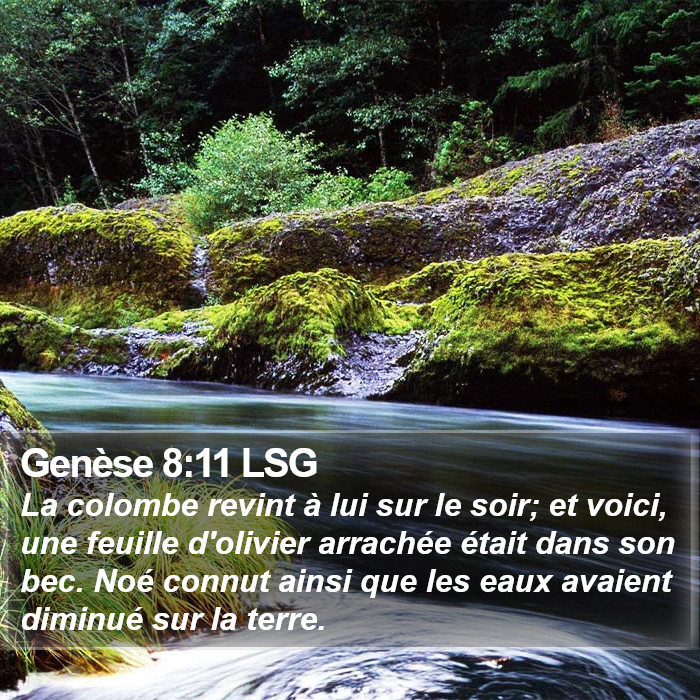 Genèse 8:11 LSG Bible Study