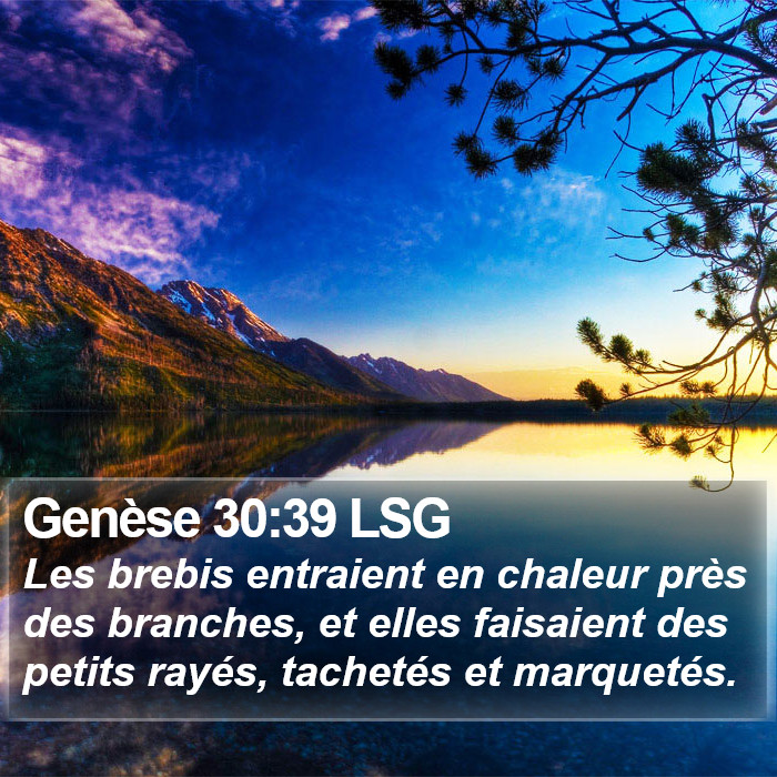 Genèse 30:39 LSG Bible Study