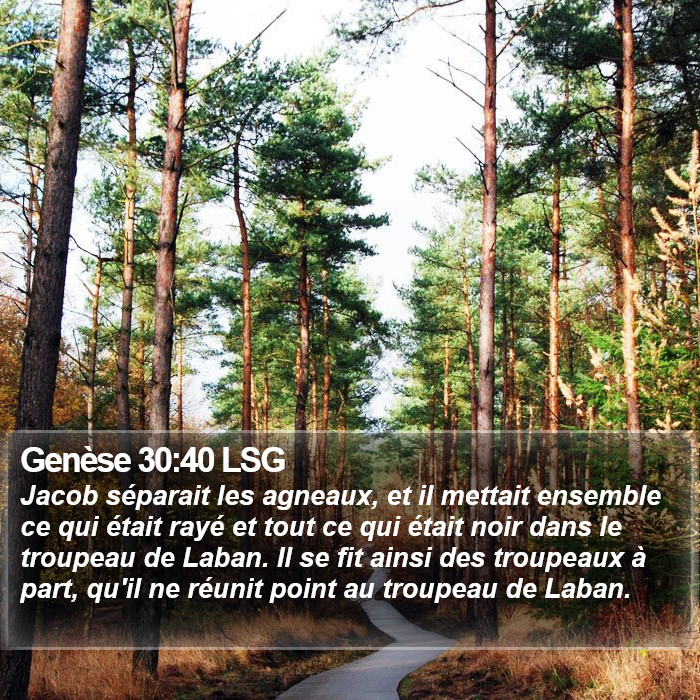 Genèse 30:40 LSG Bible Study