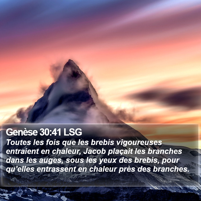 Genèse 30:41 LSG Bible Study