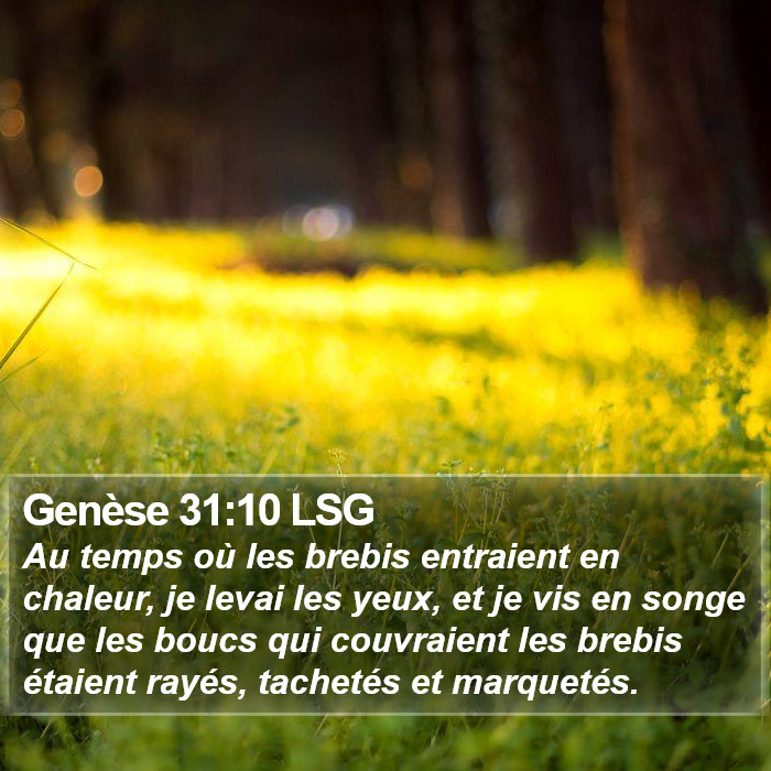 Genèse 31:10 LSG Bible Study