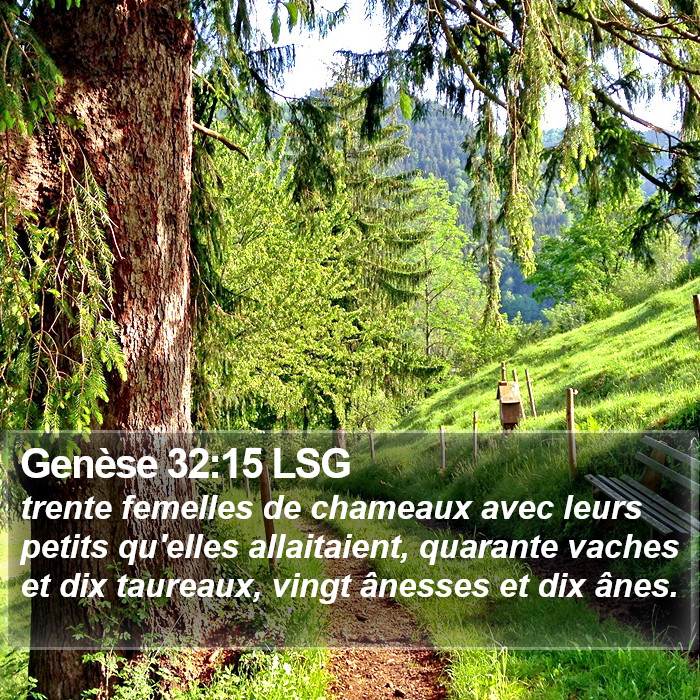 Genèse 32:15 LSG Bible Study