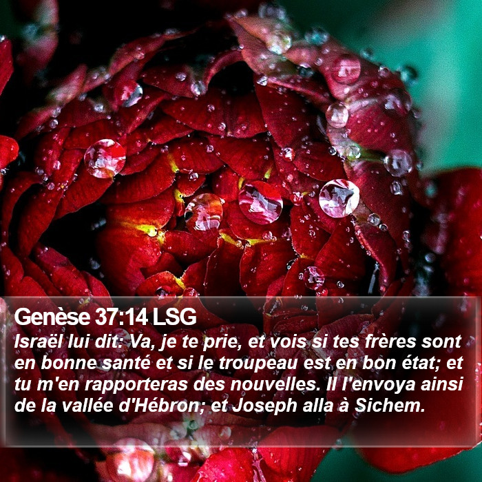 Genèse 37:14 LSG Bible Study