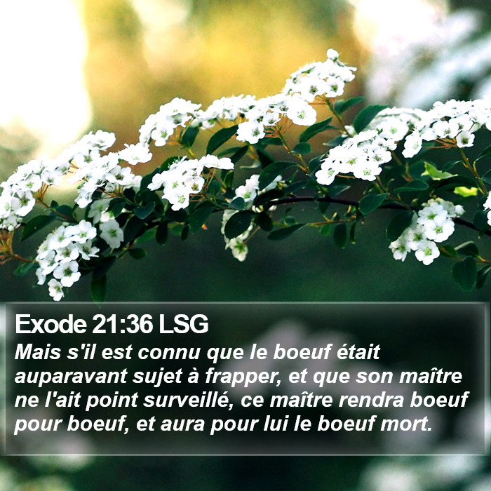 Exode 21:36 LSG Bible Study