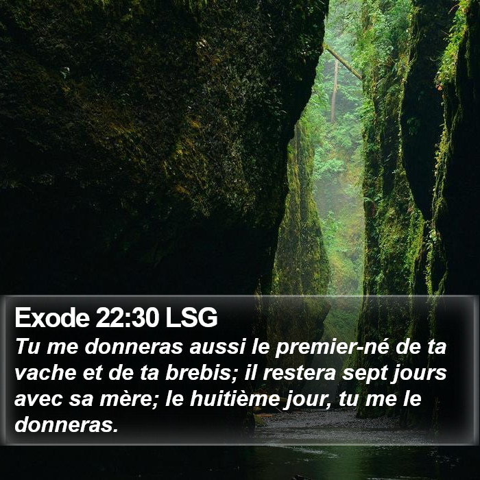 Exode 22:30 LSG Bible Study