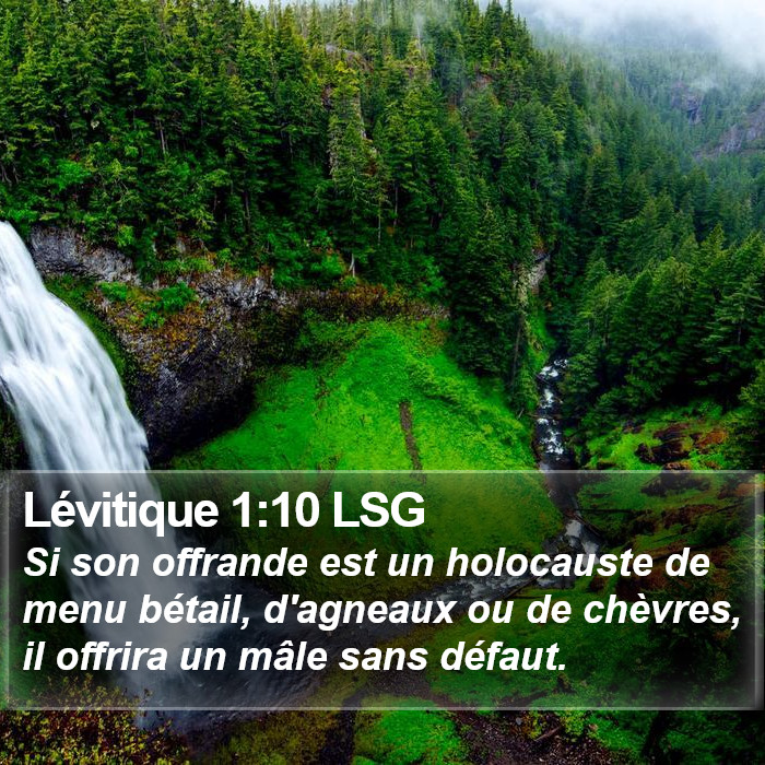 Lévitique 1:10 LSG Bible Study