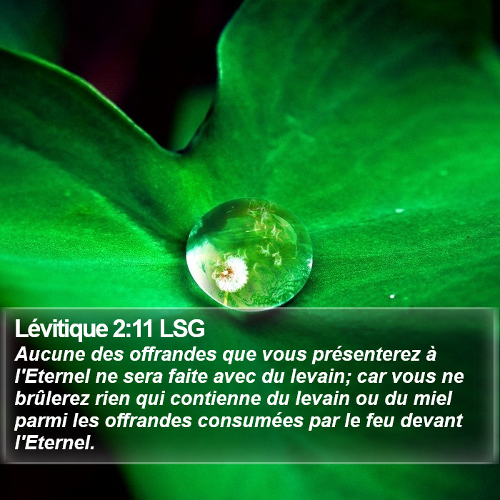 Lévitique 2:11 LSG Bible Study