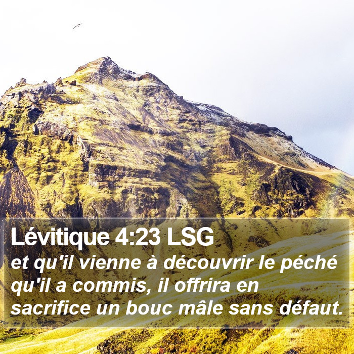 Lévitique 4:23 LSG Bible Study