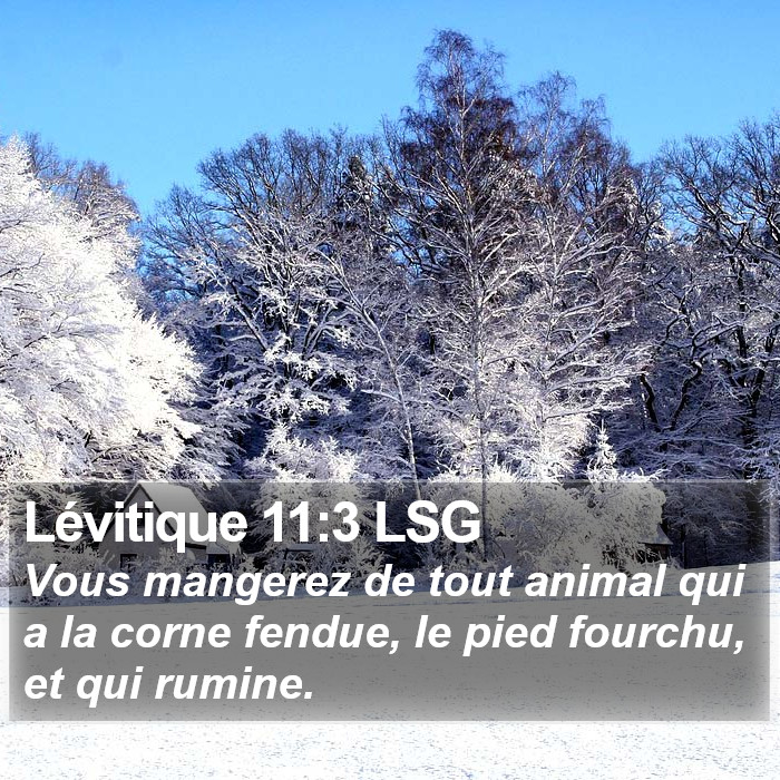 Lévitique 11:3 LSG Bible Study