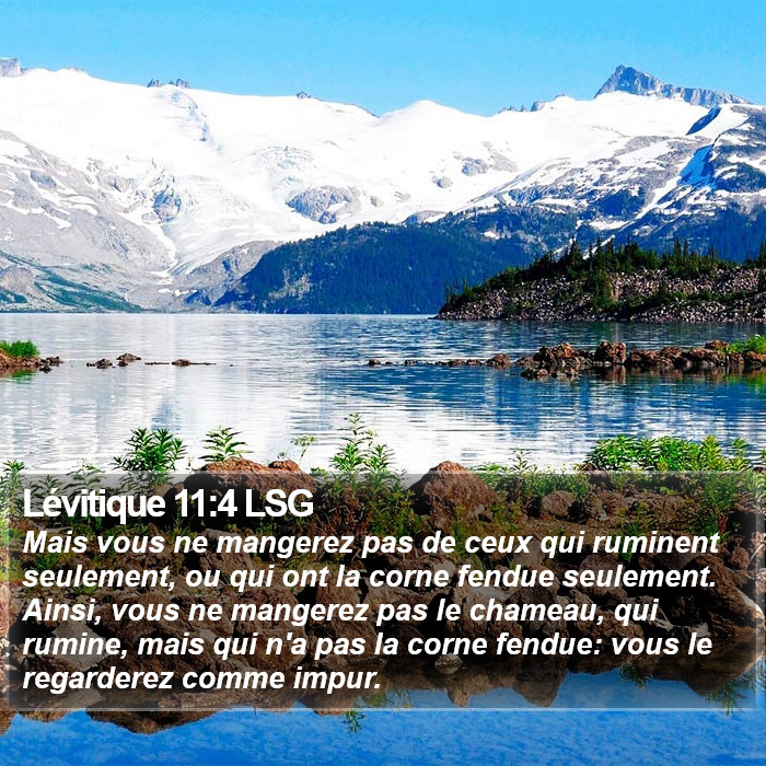 Lévitique 11:4 LSG Bible Study