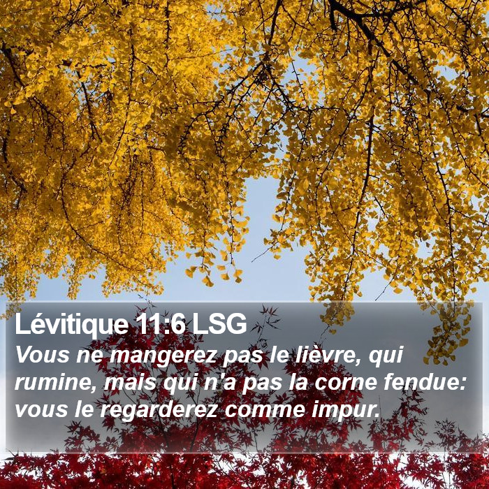 Lévitique 11:6 LSG Bible Study