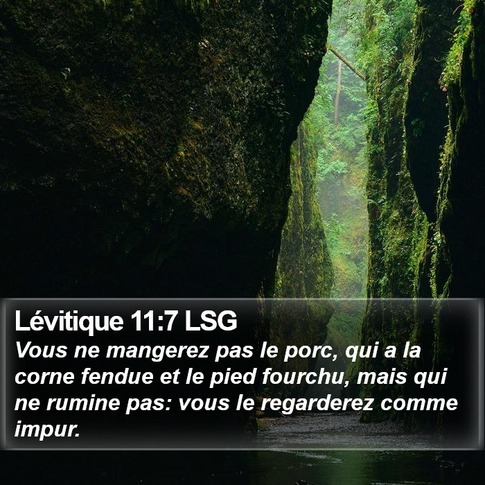 Lévitique 11:7 LSG Bible Study