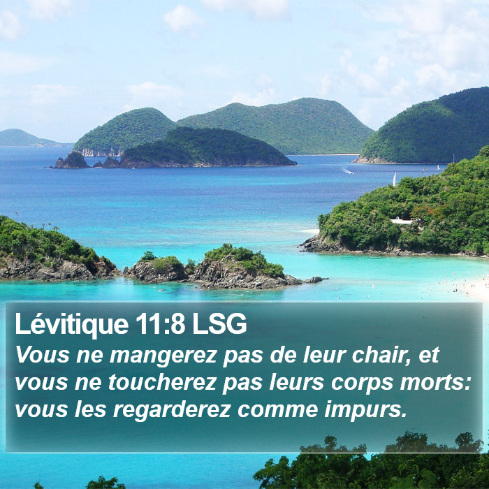 Lévitique 11:8 LSG Bible Study