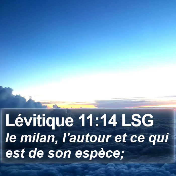 Lévitique 11:14 LSG Bible Study