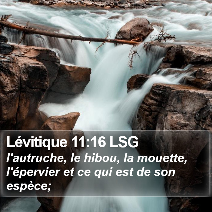 Lévitique 11:16 LSG Bible Study