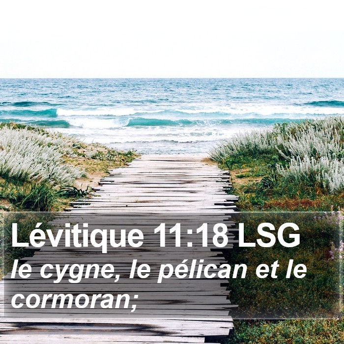Lévitique 11:18 LSG Bible Study