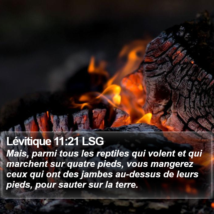 Lévitique 11:21 LSG Bible Study
