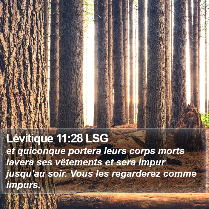 Lévitique 11:28 LSG Bible Study