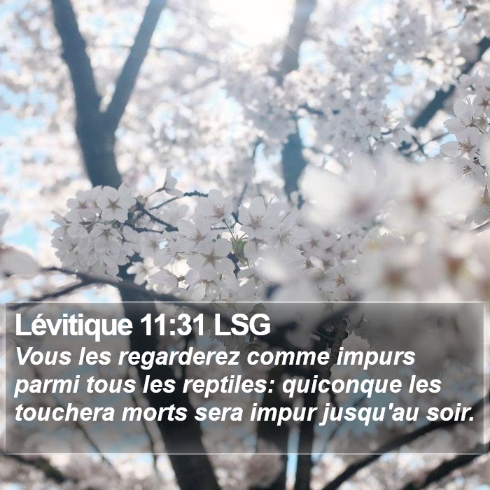 Lévitique 11:31 LSG Bible Study
