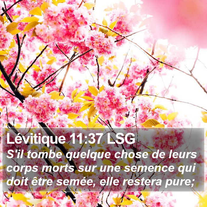 Lévitique 11:37 LSG Bible Study