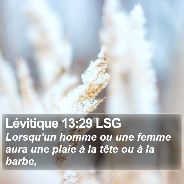 Lévitique 13:29 LSG Bible Study