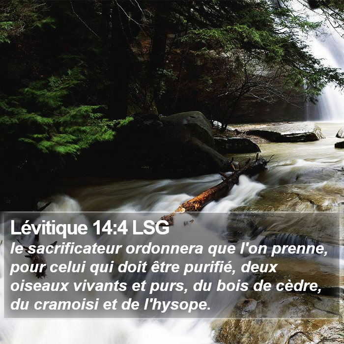 Lévitique 14:4 LSG Bible Study