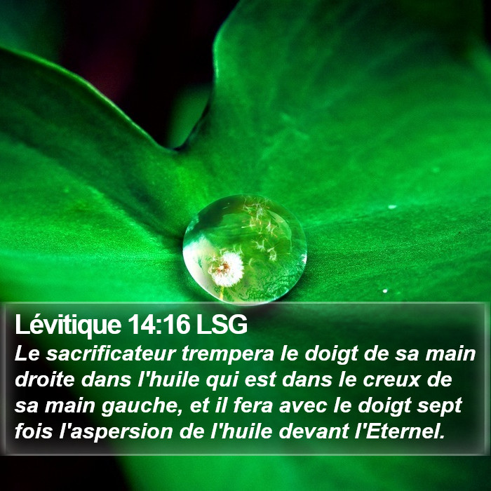 Lévitique 14:16 LSG Bible Study