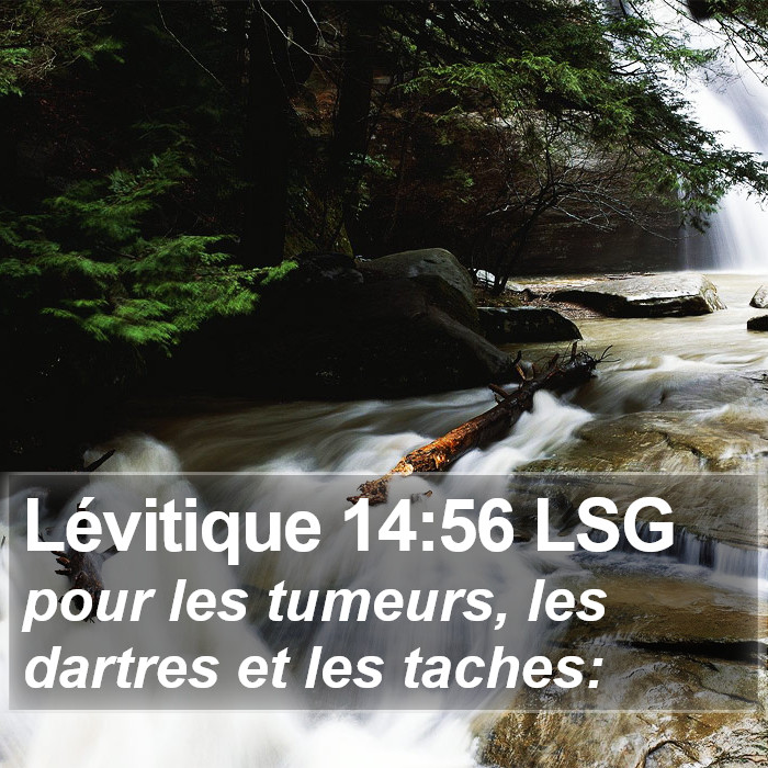 Lévitique 14:56 LSG Bible Study