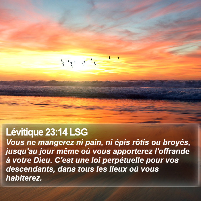Lévitique 23:14 LSG Bible Study