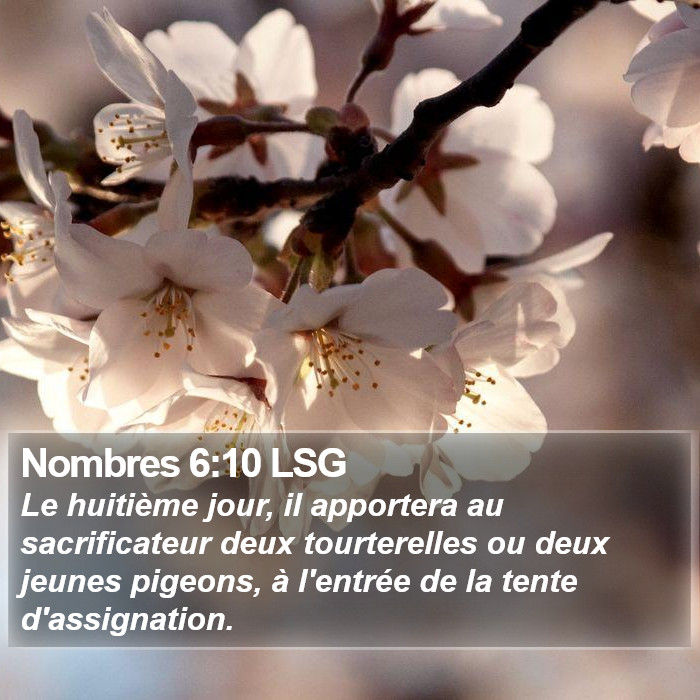 Nombres 6:10 LSG Bible Study