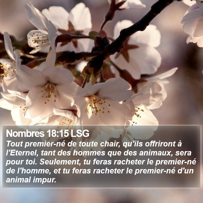 Nombres 18:15 LSG Bible Study
