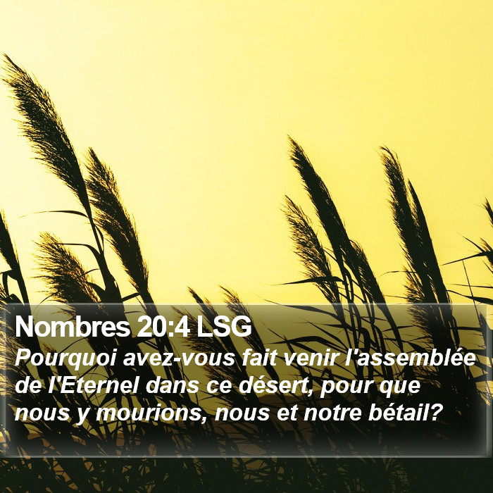 Nombres 20:4 LSG Bible Study