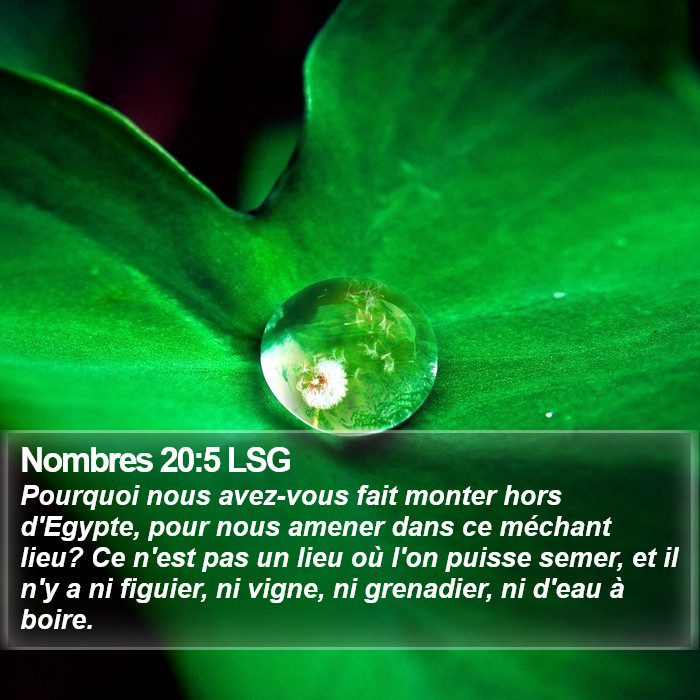 Nombres 20:5 LSG Bible Study