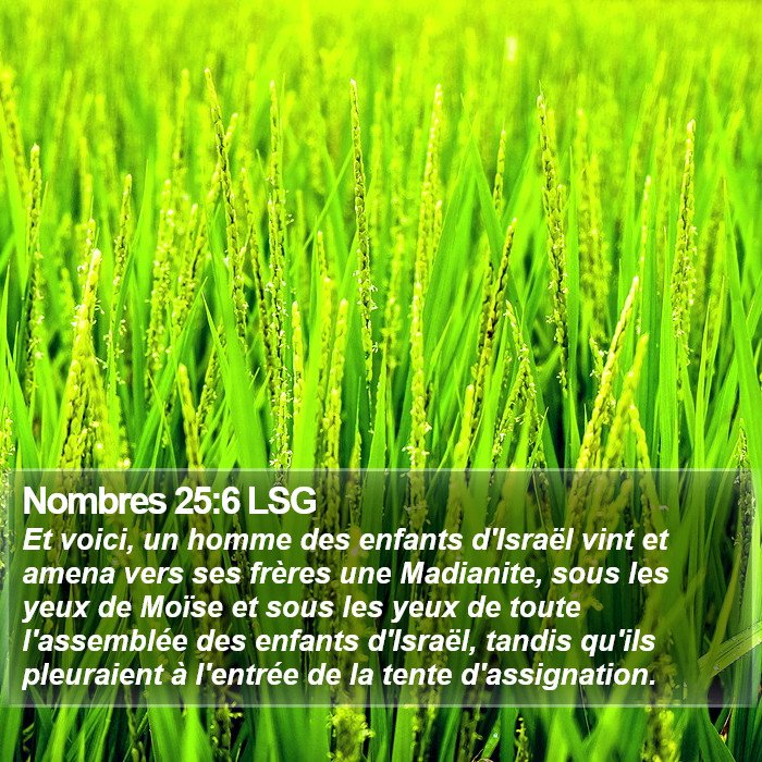 Nombres 25:6 LSG Bible Study