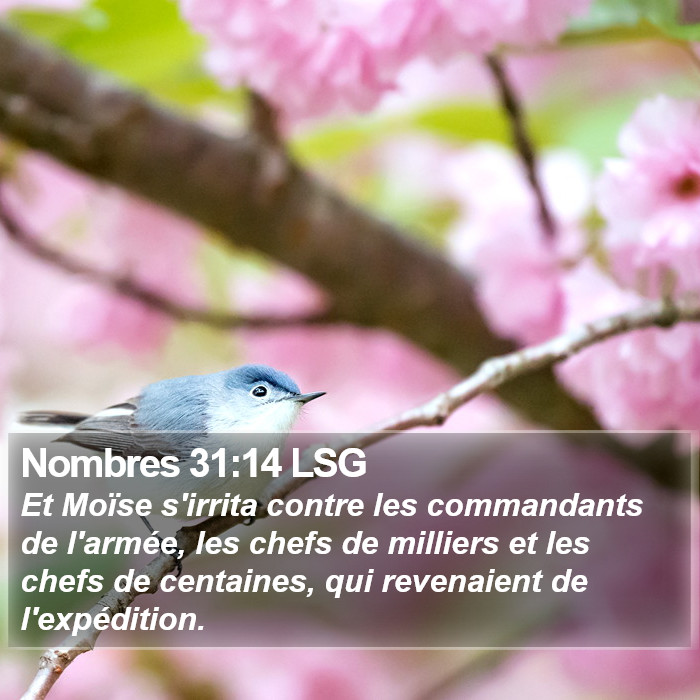 Nombres 31:14 LSG Bible Study