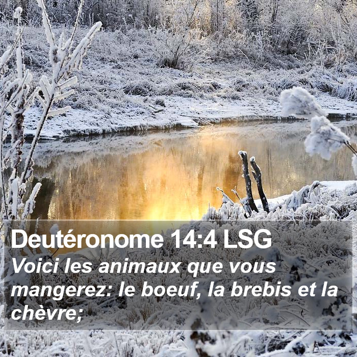 Deutéronome 14:4 LSG Bible Study