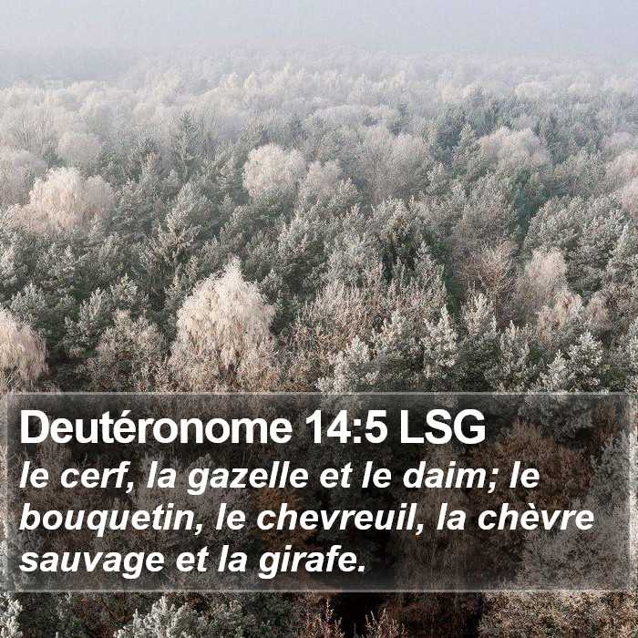 Deutéronome 14:5 LSG Bible Study