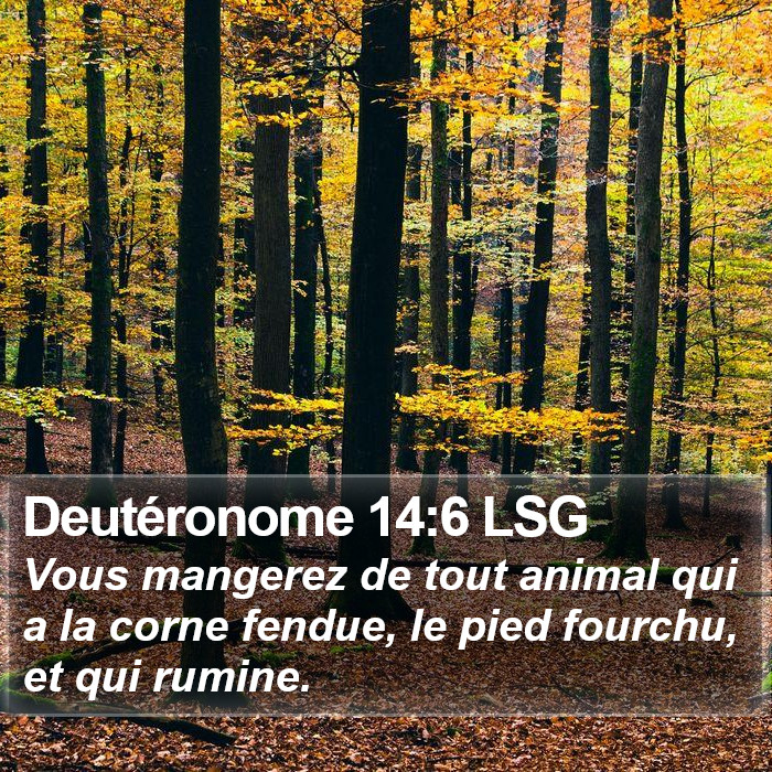 Deutéronome 14:6 LSG Bible Study