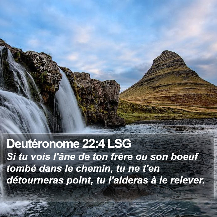 Deutéronome 22:4 LSG Bible Study
