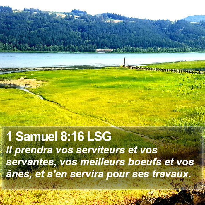 1 Samuel 8:16 LSG Bible Study