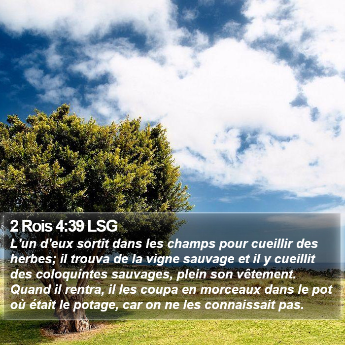 2 Rois 4:39 LSG Bible Study