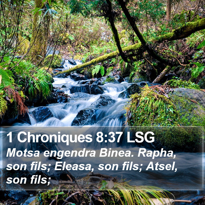 1 Chroniques 8:37 LSG Bible Study