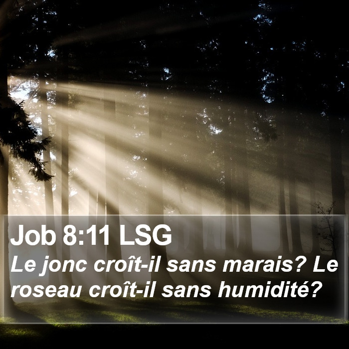 Job 8:11 LSG Bible Study