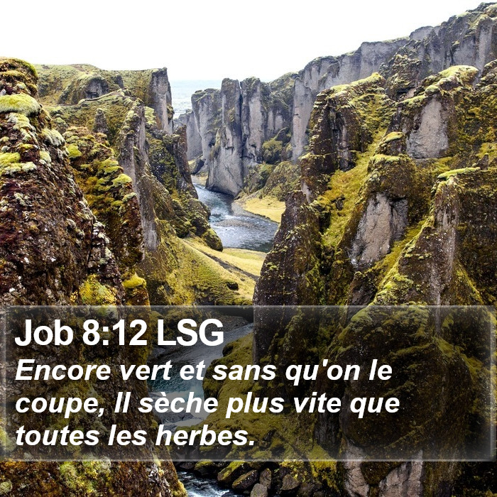 Job 8:12 LSG Bible Study