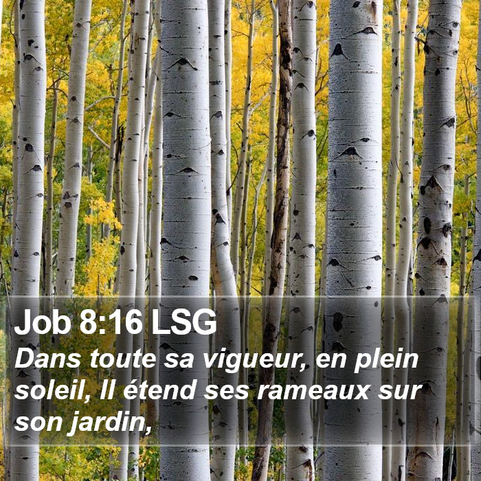 Job 8:16 LSG Bible Study