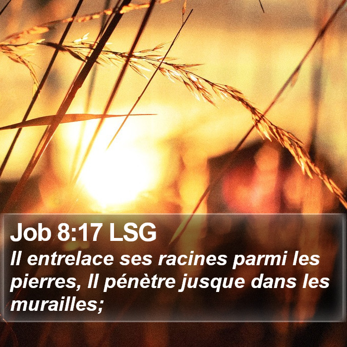 Job 8:17 LSG Bible Study