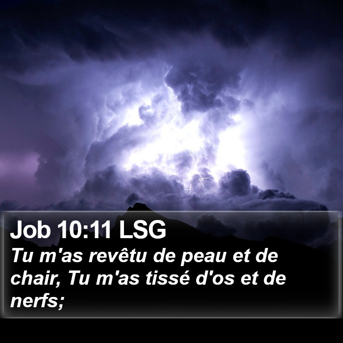 Job 10:11 LSG Bible Study