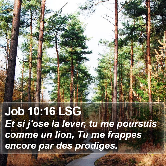 Job 10:16 LSG Bible Study