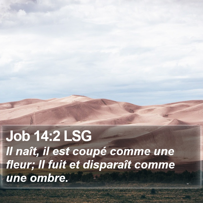 Job 14:2 LSG Bible Study